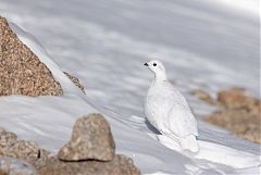 White-tailed Ptarmigan