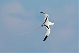 White-tailed Tropicbird