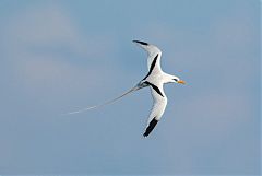 White-tailed Tropicbird