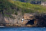 White-tailed Tropicbird