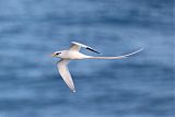 White-tailed Tropicbirdborder=