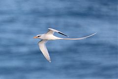 White-tailed Tropicbird