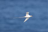 White-tailed Tropicbirdborder=