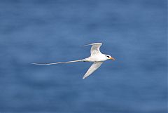 White-tailed Tropicbird