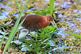 White-throated Crake