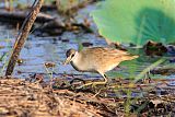 White-browed Crake