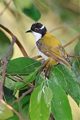 White-throated Honeyeater