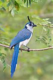 White-throated Magpie-Jayborder=