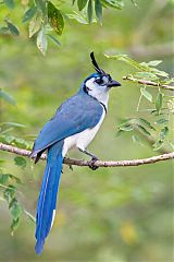 White-throated Magpie-Jay