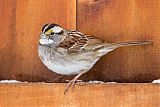 White-throated Sparrowborder=