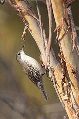 White-throated Treecreeper