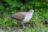 White-tipped Dove