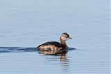 White-tufted Grebe