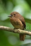 White-whiskered Puffbirdborder=