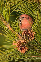 White-winged Crossbill