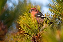 White-winged Crossbill