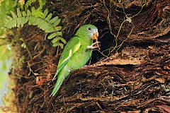 White-winged Parakeet