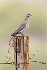 White-winged Dove