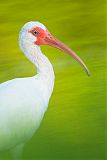 White Ibis