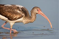 White Ibis