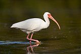 White Ibis