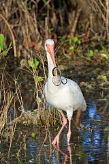 White Ibis