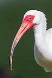 White Ibis