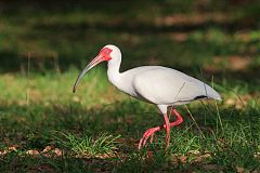 White Ibis