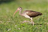 White Ibis