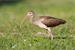 White Ibis