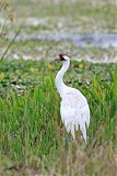 Whooping Crane