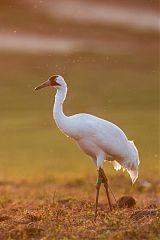 Whooping Crane