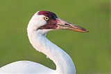 Whooping Crane