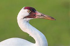 Whooping Crane