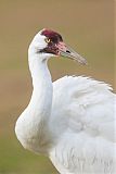 Whooping Crane