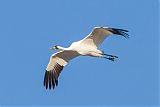 Whooping Crane