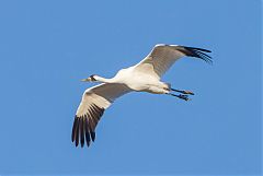 Whooping Crane