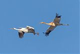 Whooping Crane