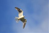 White-tailed Kite