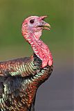 Wild Turkey