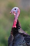 Wild Turkey