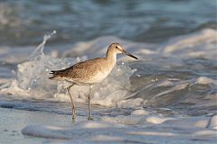 Willet