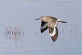 Willet