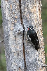 Williamson's Sapsucker