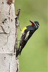 Williamson's Sapsucker