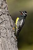 Williamson's Sapsucker