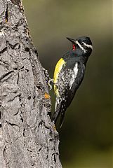 Williamson's Sapsucker