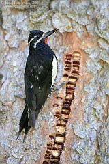 Williamson's Sapsucker