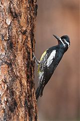 Williamson's Sapsucker