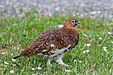 Willow Ptarmiganborder=